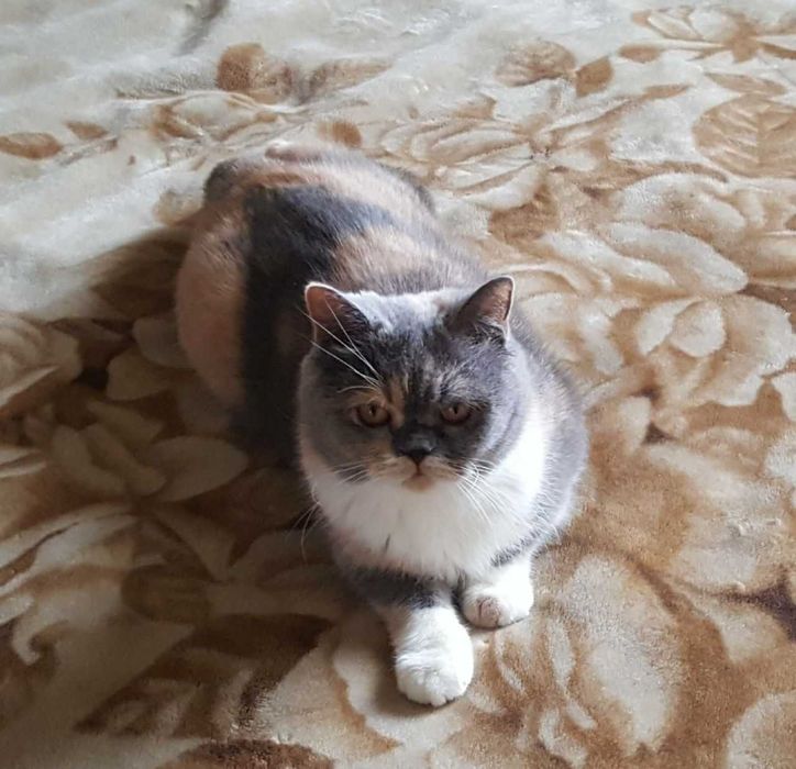 шикарний шотландський котик кремовий таббі