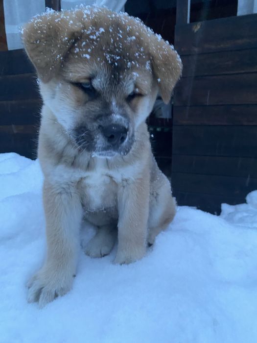Продаються щенята Акіта-іну