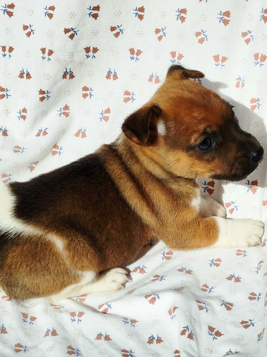 Jack Russell terrier pies tel.-575302039