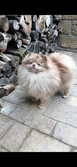 Кобель для вязки