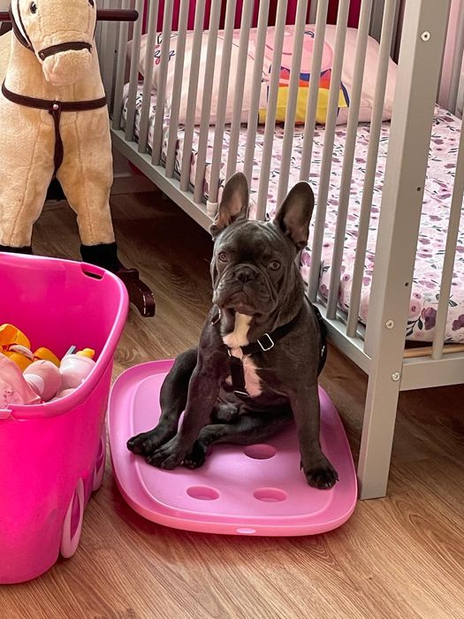 Buldog francuski Blue zdrowy silny reproduktor