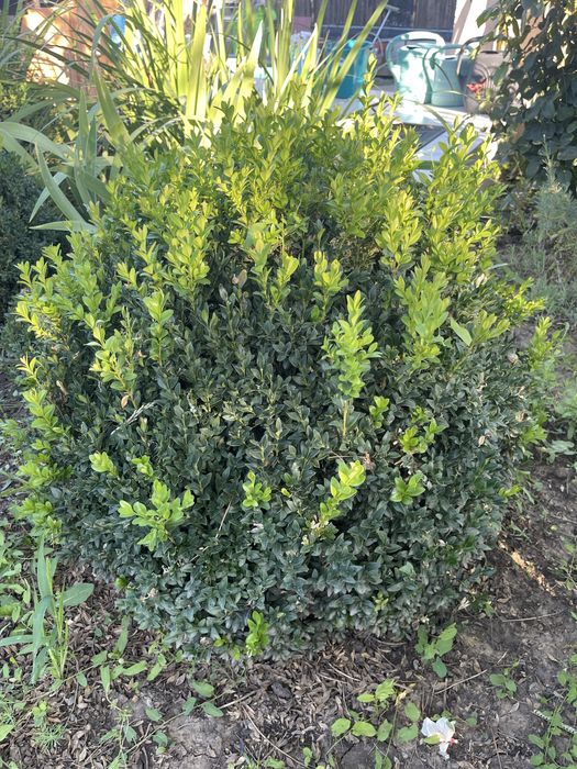 Продам 10летний самшит домашний