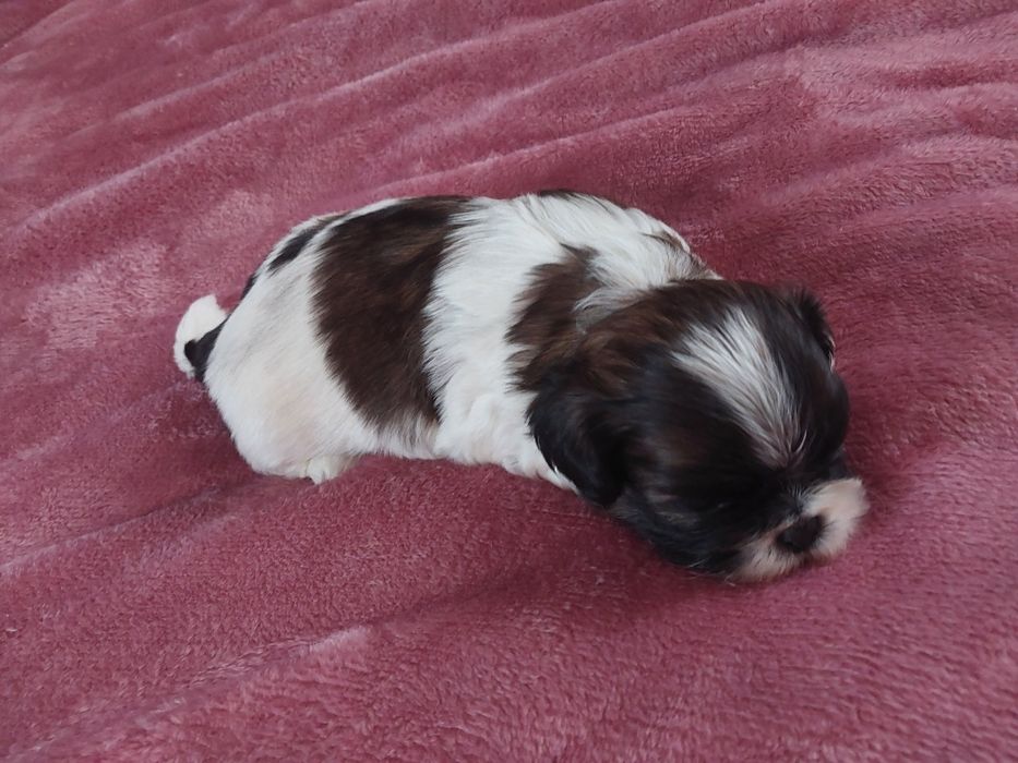 Shih-tzu szukają kochających domów