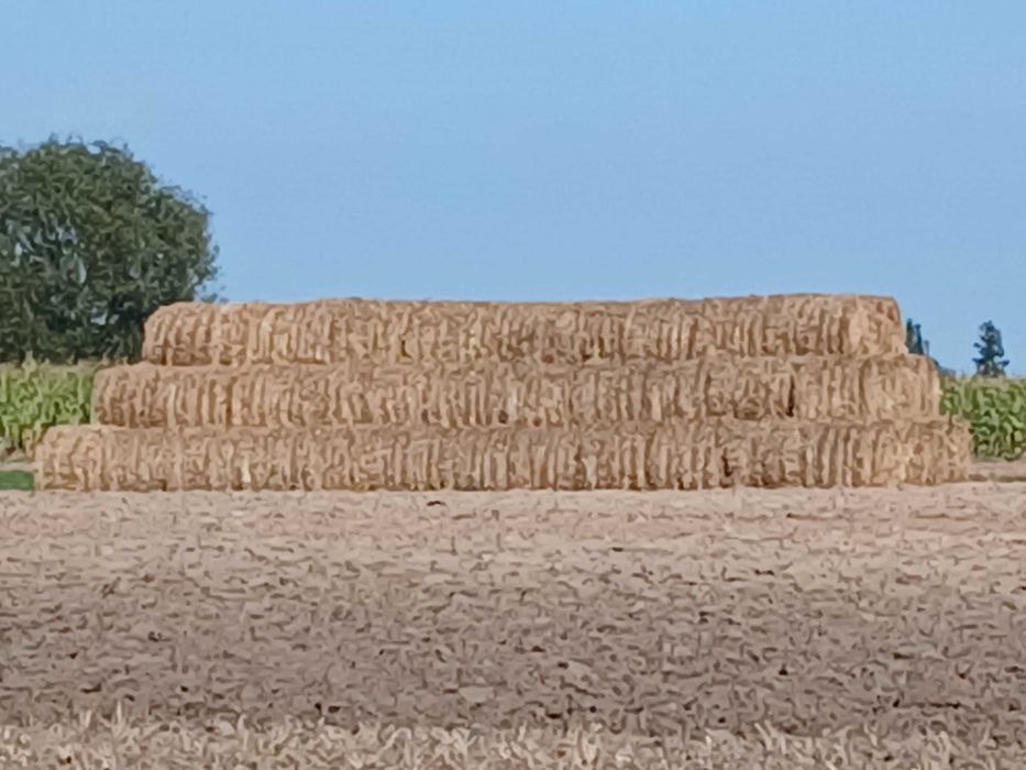 Sprzedam słomę w belach