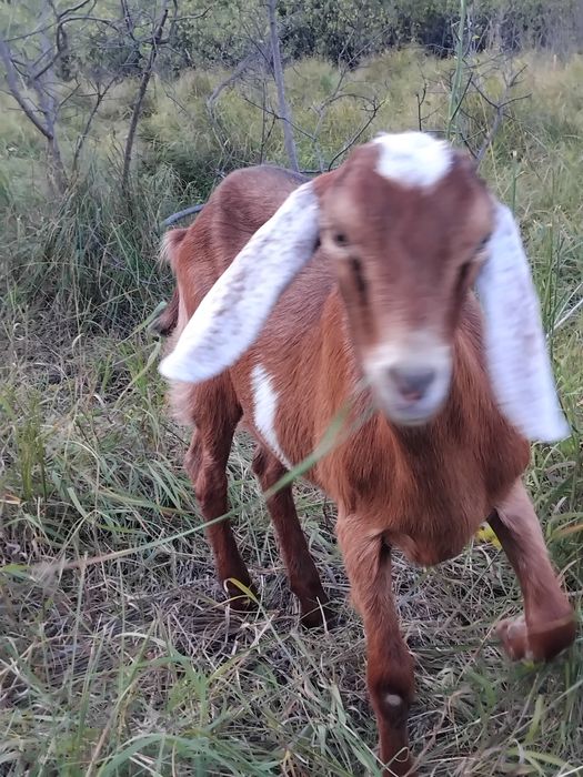 Нубійські козочки
