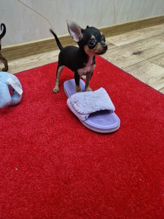 Kochana kieszonkowa maleńka  suczka pinczerek