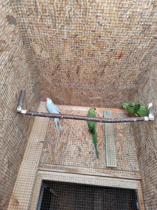 Sprzedam Aleksandretty obrożne