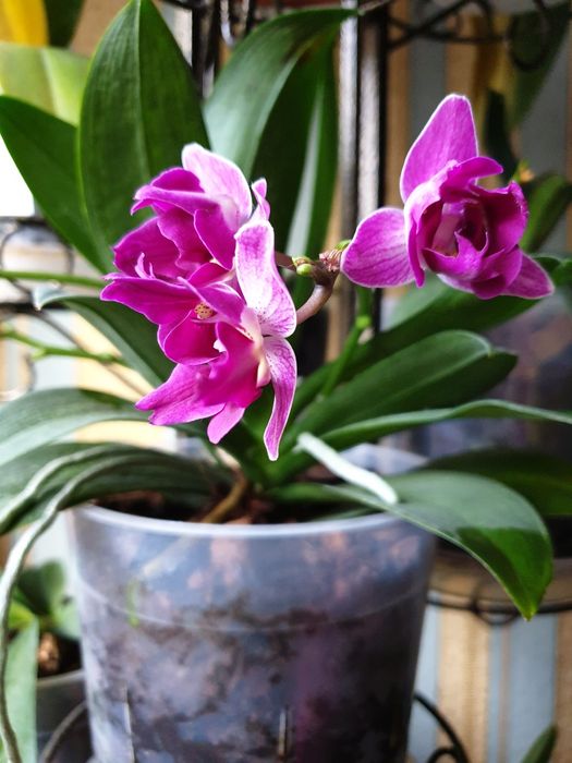 Орхидея фаленопсис