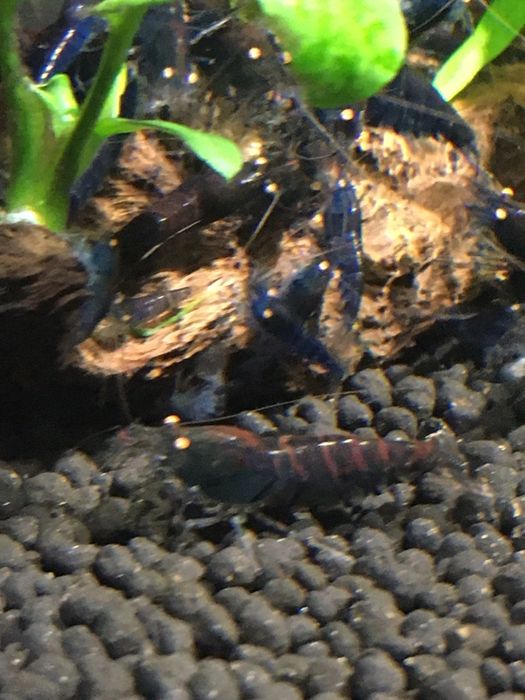 Krewetki Deep Blue Tiger Orange Eyes