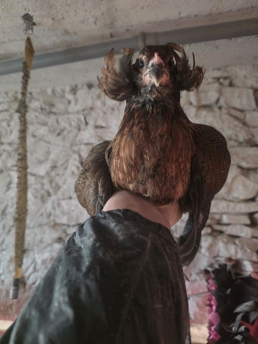 Kury rosy kury silki kury araukany naturalne ekologiczne kury