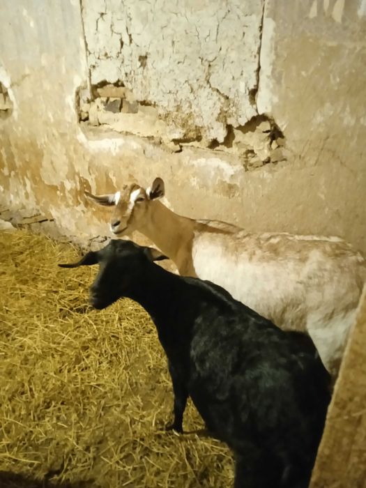 Продаються молочні кози