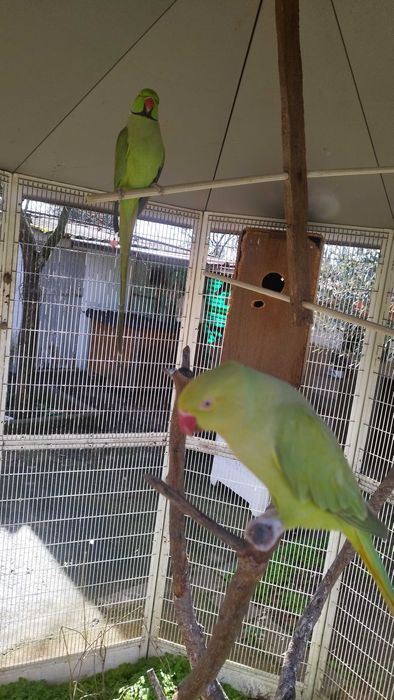 Casal de ring neck reprodutor