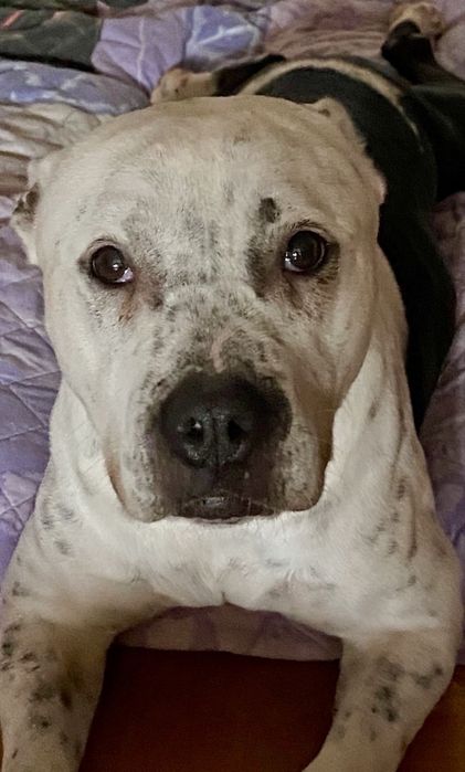 Cadela Pitbull para adoção responsável