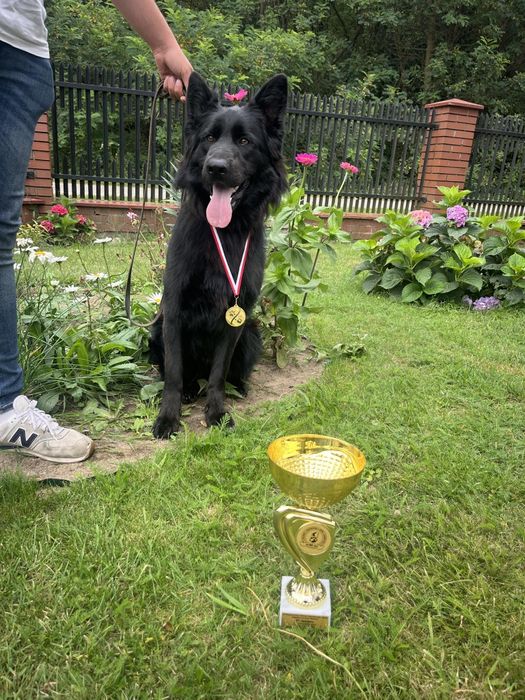 Owczarek Niemiecki Długowłosy