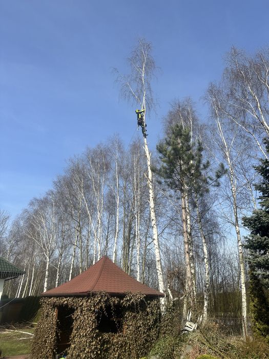 Wycinki drzew - czyszczenie działek - usługi rębakiem