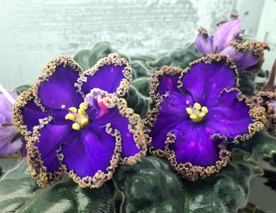 Фиалки сортовые детки