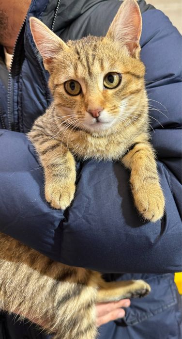 Кошеня, хлопчик 4-5 місяців , Котик , Котеня