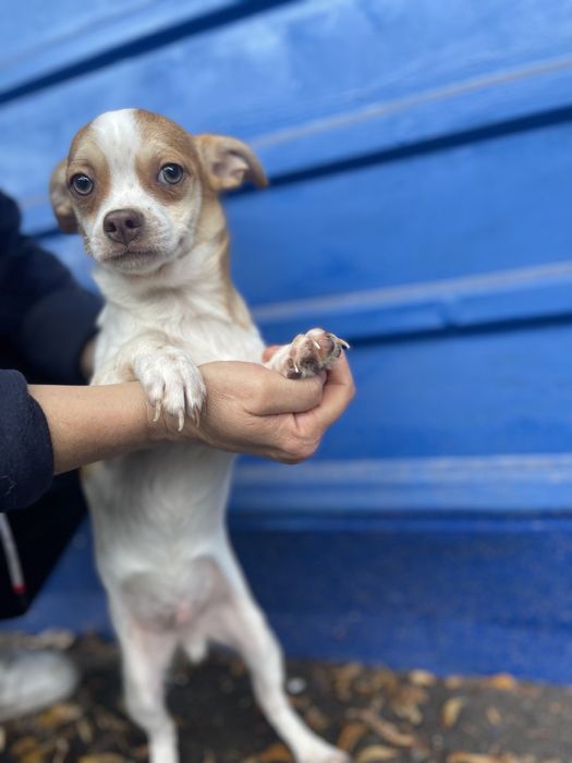 Чихуахуа хлопчик стандарт