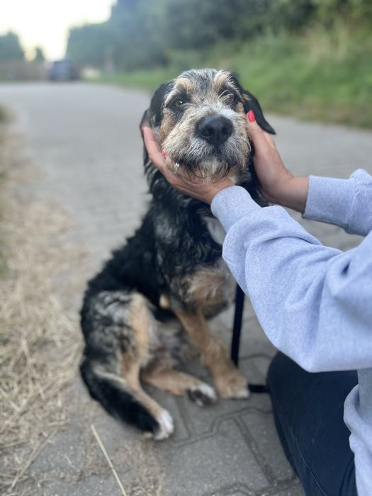 Wyjątkowy piesek Uszek szuka domku