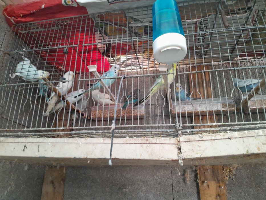 Vendo piriquitos 2025