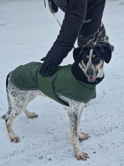 Песик в гарну сімʼю