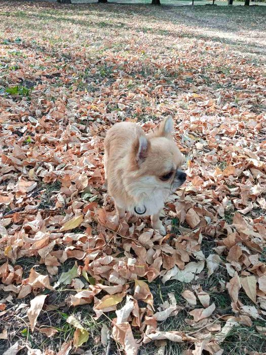 Жених Чихуа Хуа горячий мужчина