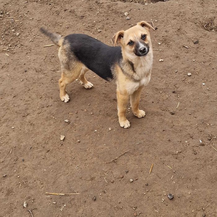 Roczne suczki do adopcji.
