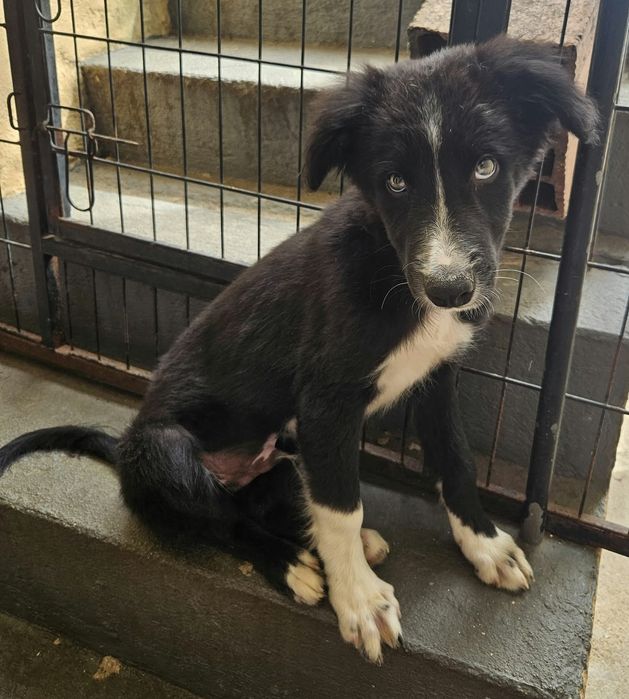 Border collie macho olhos esverdeados