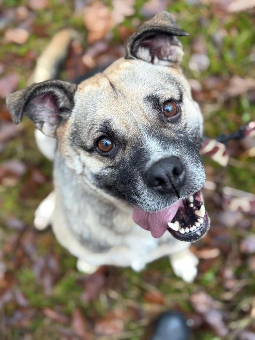 Kochana Czacza błaga o dom!