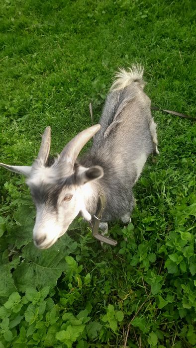 Продам, козлика хорошої породи