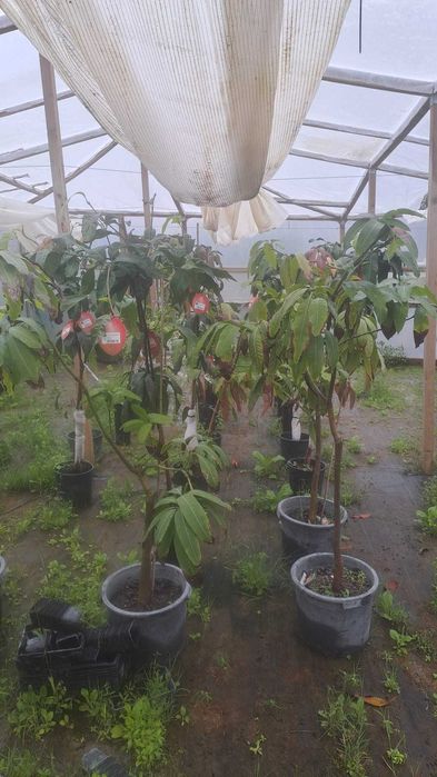 MANGA (Mangifera indica)