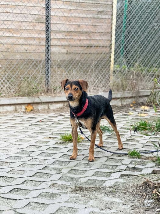 Dżamal - mały pies, który po prostu chce mieć dom