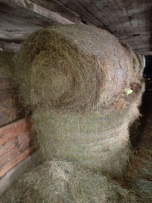 Siano belka 130 po prasie pasowej składowane pod dachem