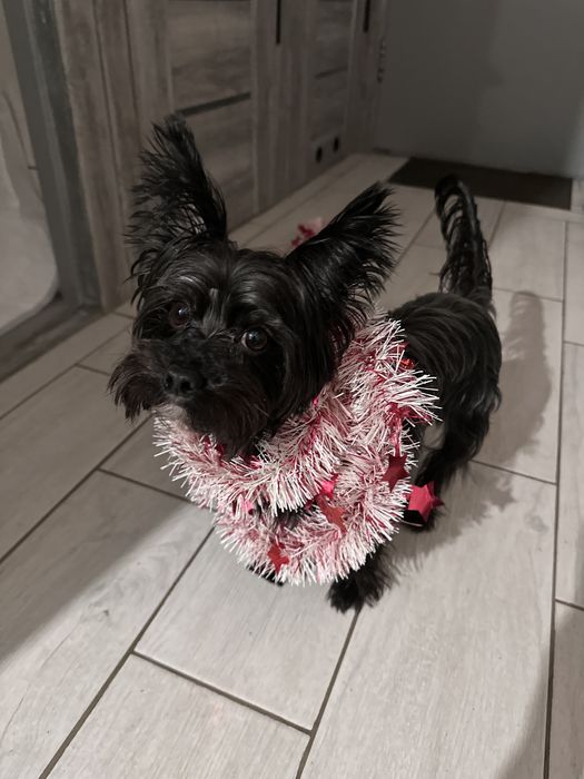 Йорк взрослый, черного цвета