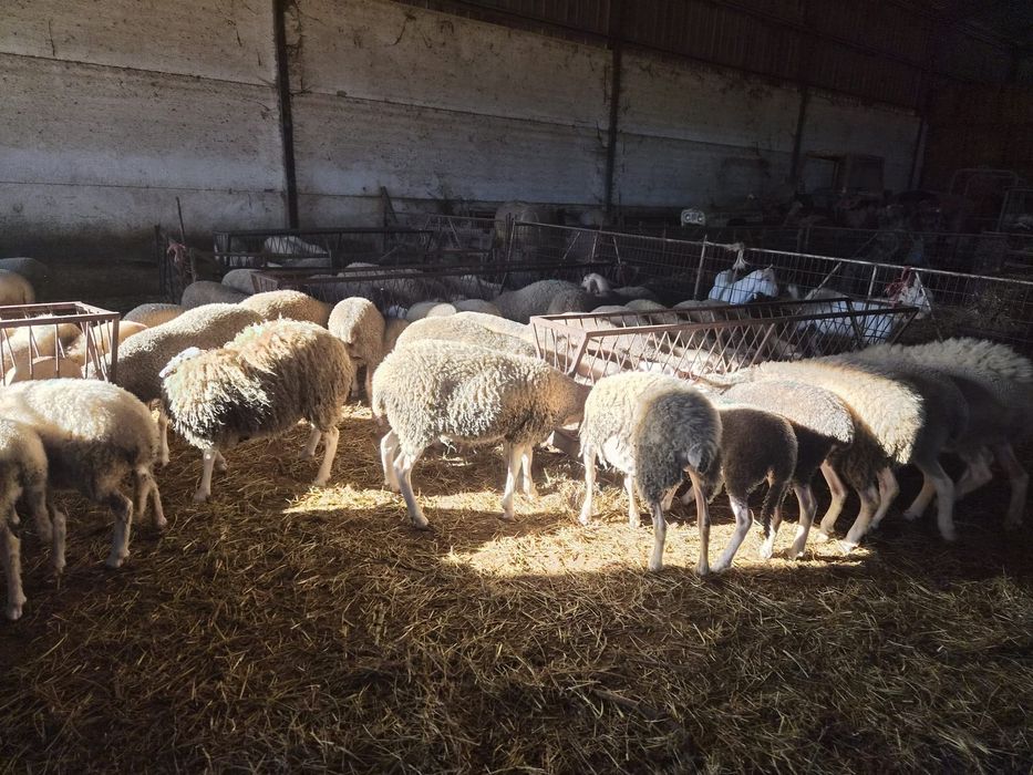 Borregas lacaune e cruzadas de assaf