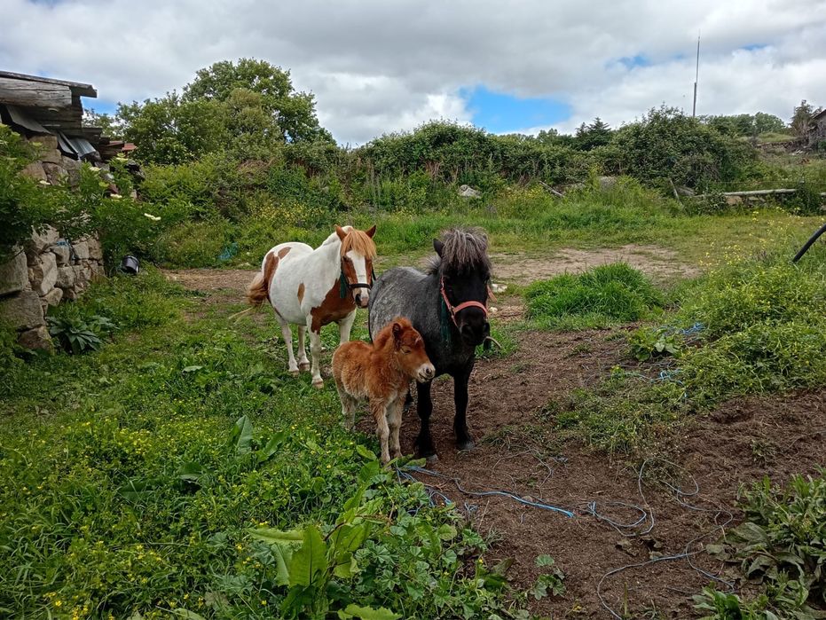Ponei femea e cria macho