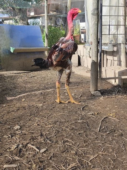 Ovos e Pintos Polaco Gigante