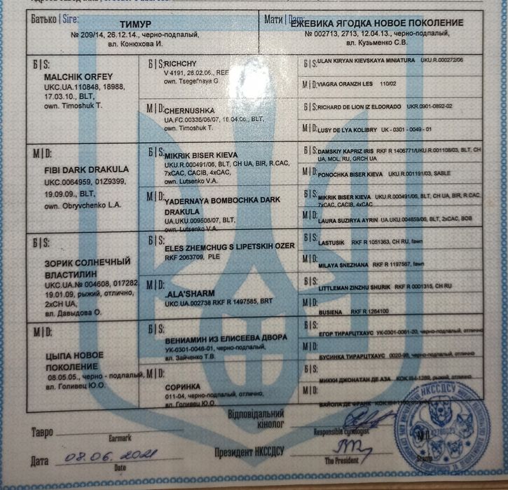 В'язка той терер (кобель)