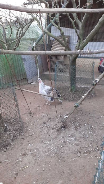 Ovos galados de galinha Jersey gigante e de Sedosas barbudas.