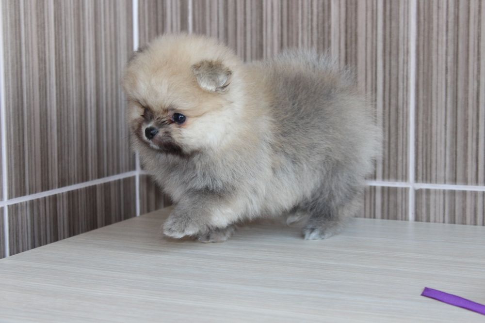 Продам маленьке пухнасте щастя