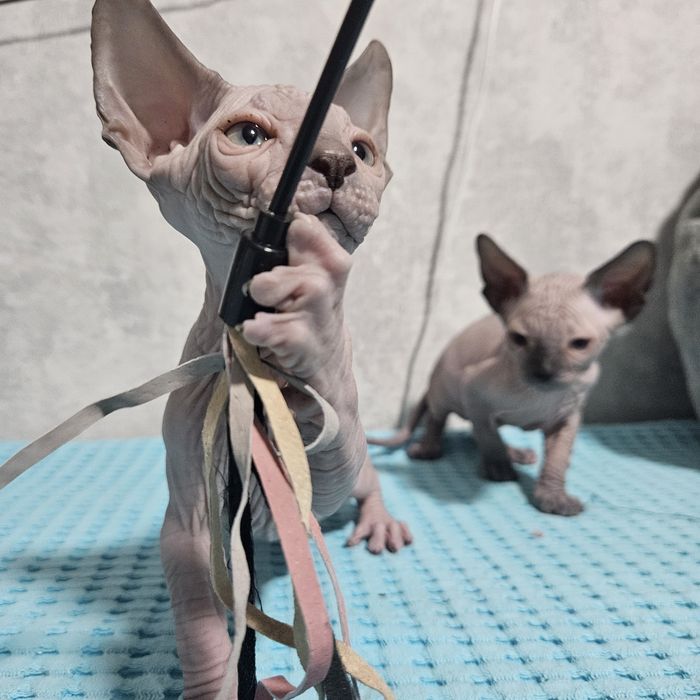 Кошеня Канадського сфінкса