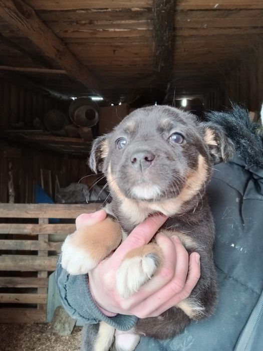 Вакцинированый щенок+бесплатная стерилизация