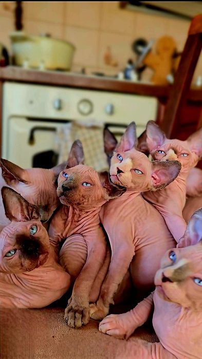 Koteczka sfinks przepiękne oczy .lot sphynx