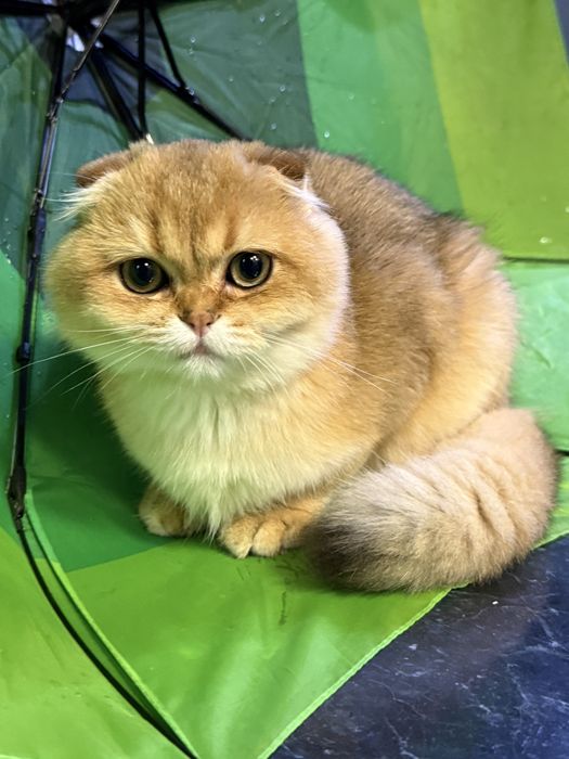 Золота Шиншила, хлопчик фолдік, 3 місяці