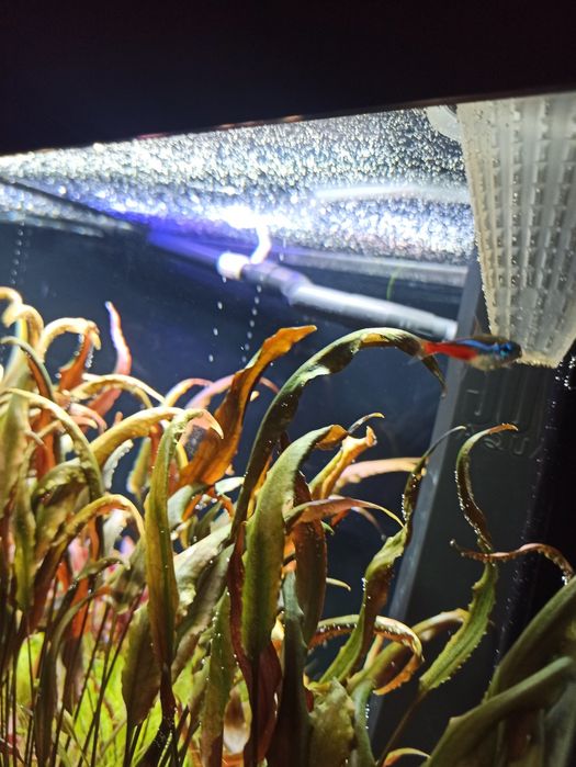 Cryptocoryne roślinki