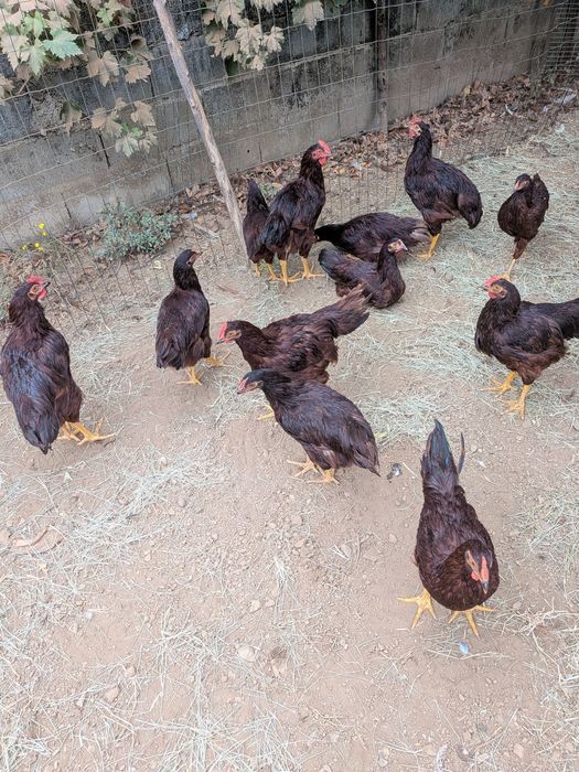 Rhode island Red
