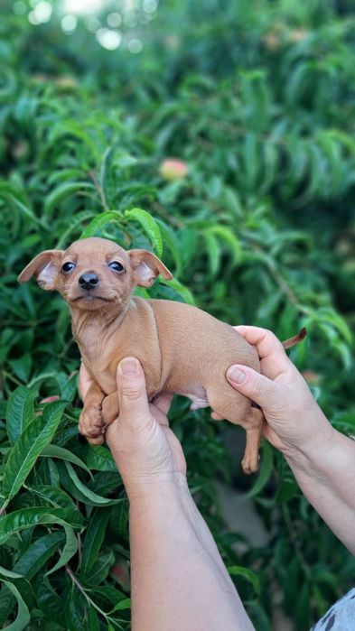 Pinscher macho preto afogueado