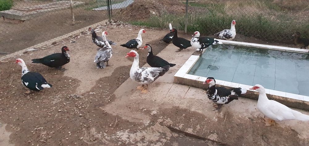 Ovos de patos mudos do campo