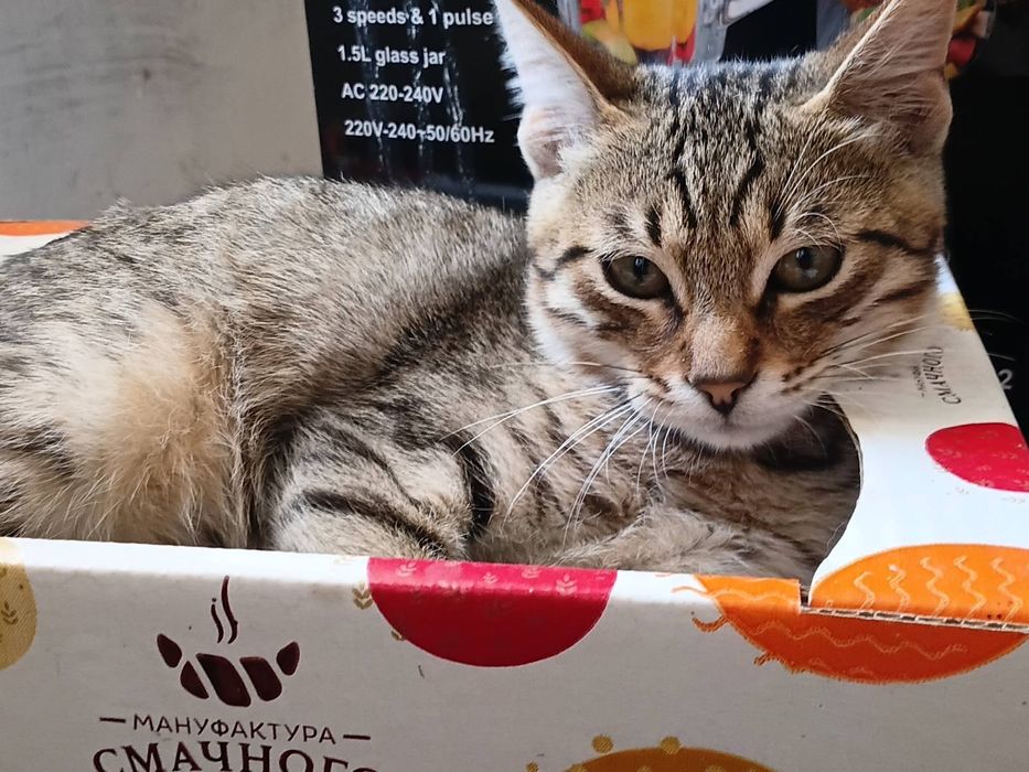 Віддам у добрі руки кошенят