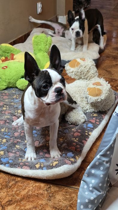 Boston Terrier z rodowodem